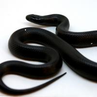 Королевская змея черная (самка)  Lampropeltis getula nigrita