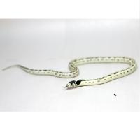 Королевская змея обыкновенная калифорнийская Yellow spotted  Lampropeltis getula californiae Yellow spotted