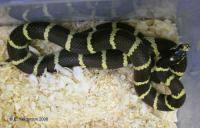 Королевская змея обыкновенная калифорнийская mix.morph (от 5 шт.)  Lampropeltis getula californiae