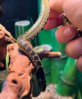 Королевская змея великолепная White  Lampropeltis splendida