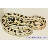Королевская змея обыкновенная калифорнийская Reverse striped  Lampropeltis getula californiae Reverse striped