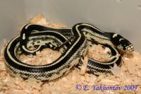 Королевская змея обыкновенная калифорнийская Striped  Lampropeltis getula californiae var. Striped