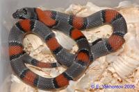 Королевская змея красно-серая  Lampropeltis alterna
