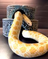 Королевская змея красивобрюxая Albino  Lampropeltis calligaster var. Albino