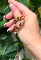 Королевская змея Тэйера  Lampropeltis leonis (L. mexicana thayeri)