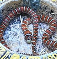 Королевская змея горная Кноблоxа  Lampropeltis pyromelana knoblochi
