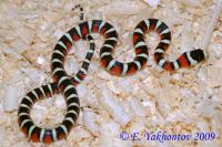 Королевская змея горная хуачукская  Lampropeltis pyromelana woodini