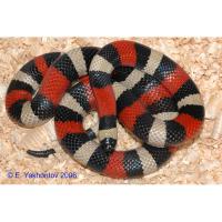 Молочная змея Кэмпбелла (от 5 шт.)  Lampropeltis triangulum campbelli