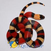Молочная змея Кэмпбелла Apricot  Lampropeltis triangulum campbelli Apricot