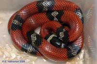Молочная змея Конанта  Lampropeltis triangulum conanti