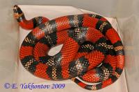 Молочная змея гондурасская Tangerine  Lampropeltis triangulum hondurensis Tangerine
