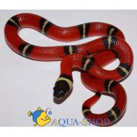 Молочная змея синалойская  Lampropeltis triangulum sinaloae
