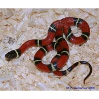 Молочная змея синалойская Applegate  Lampropeltis triangulum sinaloae