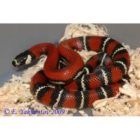 Молочная змея Стюарта  Lampropeltis triangulum stuarti