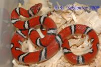 Молочная змея рыжая  Lampropeltis triangulum syspila