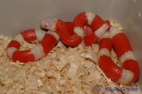 Молочная змея НельсонаAlbino T-  Lampropeltis polyzona nelsoni ( L. triangulum nelsoni ) var.Albino