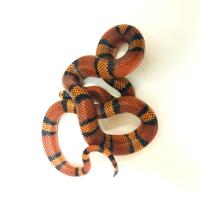Молочная змея гондурасская Orange  Lampropeltis triangulum hondurensis var.Orange