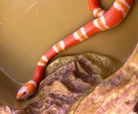 Молочная змея гондурасская Albino tangerine  Lampropeltis triangulum hondurensis var.Albino tangerine