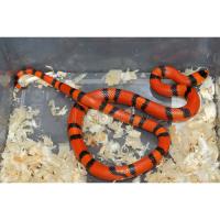 Молочная змея гондурасская Superhypomelanistic tangerine  Lampropeltis triangulum hondurensis var.Superhypomelanistic tangerine