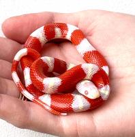 Молочная змея Нельсона Albino T+  Lampropeltis polyzona nelsoni (L. triangulum nelsoni) var.Albino T+