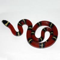 Молочная змея  Lampropeltis triangulum