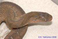 Яичная змея африканская  Dasypeltis scabra