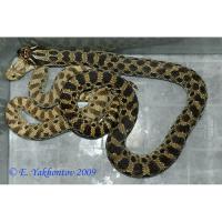 Уж свиноносый  Heterodon nasicus