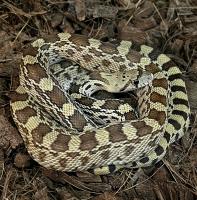 Сосновая змея сонорская Het.Albino  Pituophis catenifer affinis Het.Alb.