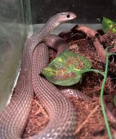 Клювозмей носатый западный  Rhamphiophis oxyrhynchus