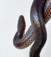 Лучистая змея  Xenopeltis unicolor
