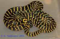 Бойга мангровая узкополосая  Boiga dendrophila gemmicincta