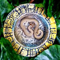 Уж свиноносый Superconda  Heterodon nasicus Superconda