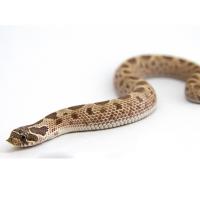 Уж свиноносый "Anaconda" S