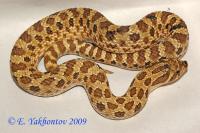 Уж свиноносый Albino  Heterodon nasicus