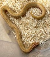 Уж свиноносый Superconda toffee  Heterodon nasicus