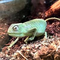 Хамелеон сенегальский WC (с)  Chamaeleo senegalensis