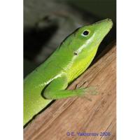 Анолис белогубый  Anolis coelestinus