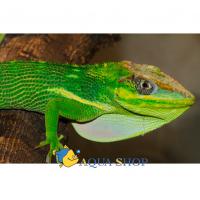 Анолис-рыцарь  Anolis equestris