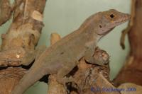 Анолис гребенчатый  Anolis cristatellus