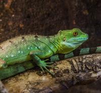 Василиск шлемоносный WC  Basiliscus plumifrons