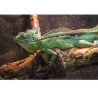 Василиск шлемоносный CB  Basiliscus plumifrons