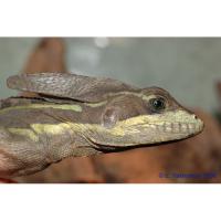 Василиск полосатый  Basiliscus vittatus