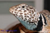 Игуана ошейниковая пустынная  Crotaphytus collaris