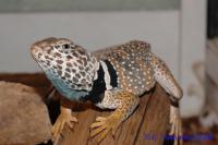 Игуана ошейниковая островная  Crotaphytus insularis