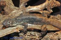 Игуана шипохвостая пятикилевая  Ctenosaura quinquecarinata