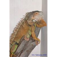 Игуана обыкновенная Farm (дефект xвоста)(с)  Iguana iguana