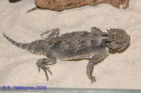 Жабовидная ящерица плоскорогая  Phrynosoma platyrhinos