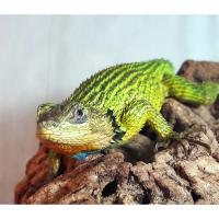 Игуана заборная малахитовая WC  Sceloporus malachiticus