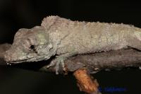 Хамелеолис барбатус  Chamaeleolis barbatus