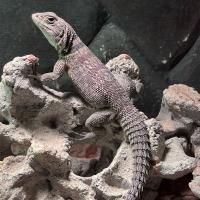 Оплюрус Кювье WC  Oplurus cuvieri